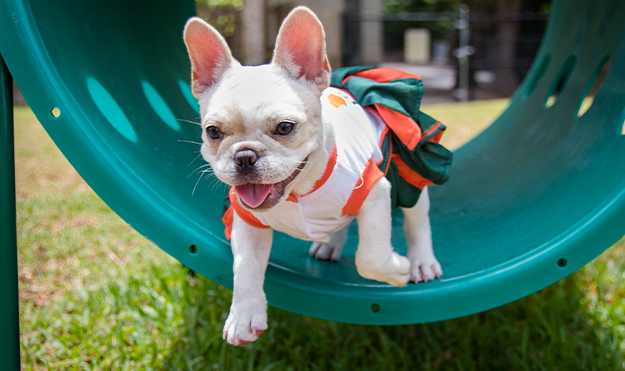 Dog Park